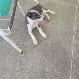 Cachorro raça SRD-ViraLata idade 2 a 6 meses nome Max
