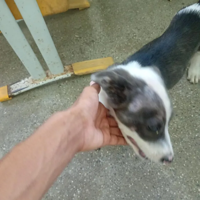 Cachorro raça SRD-ViraLata idade 2 a 6 meses nome Max