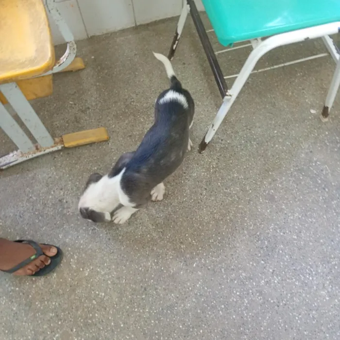 Cachorro raça SRD-ViraLata idade 2 a 6 meses nome Max