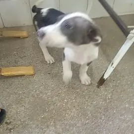 Cachorro raça SRD-ViraLata idade 2 a 6 meses nome Max