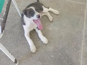 Cachorro raça SRD-ViraLata idade 2 a 6 meses nome Max