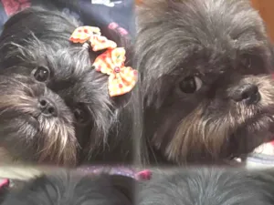 Cachorro raça Shitzu idade 2 anos nome Maju