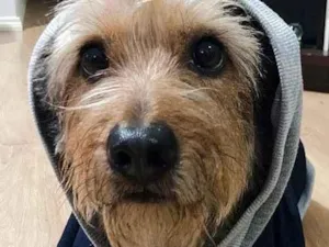 Cachorro raça SRD-ViraLata idade 6 ou mais anos nome Thor