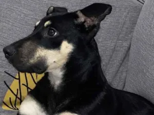 Cachorro raça SRD-ViraLata idade 7 a 11 meses nome Pimenta