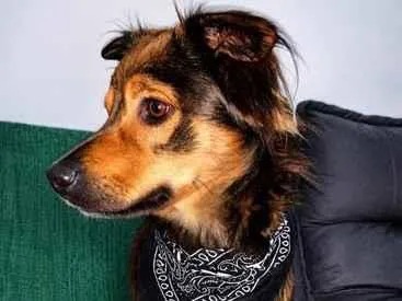 Cachorro raça SRD-ViraLata idade 1 ano nome Paçoca 
