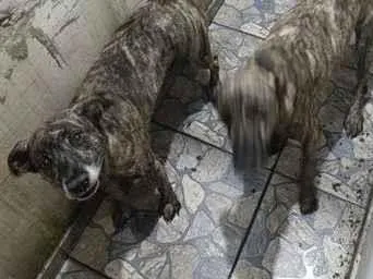 Cachorro raça SRD-ViraLata idade 4 anos nome Amora