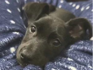 Cachorro raça SRD-ViraLata idade 2 a 6 meses nome Zeca