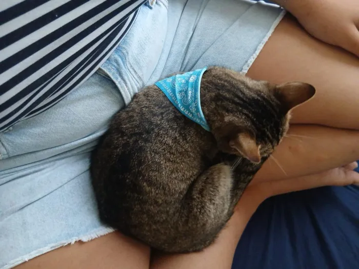 Gato raça SRD-ViraLata idade 7 a 11 meses nome Toto