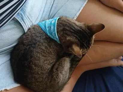 Gato raça SRD-ViraLata idade 7 a 11 meses nome Toto