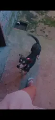Mel
