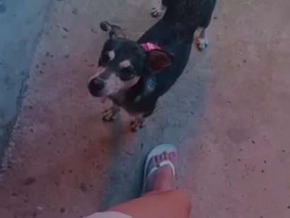 Cachorro raça SRD-ViraLata idade 1 ano nome Mel