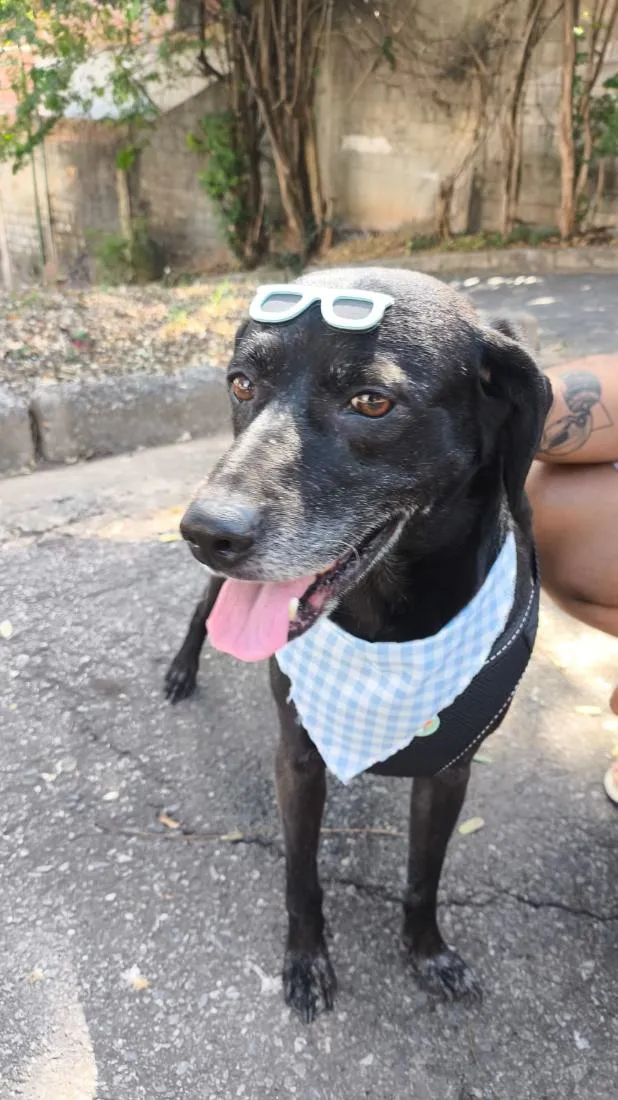 Cachorro raça SRD-ViraLata idade 6 ou mais anos nome Lincoln 