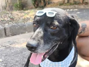 Cachorro raça SRD-ViraLata idade 6 ou mais anos nome Lincoln 