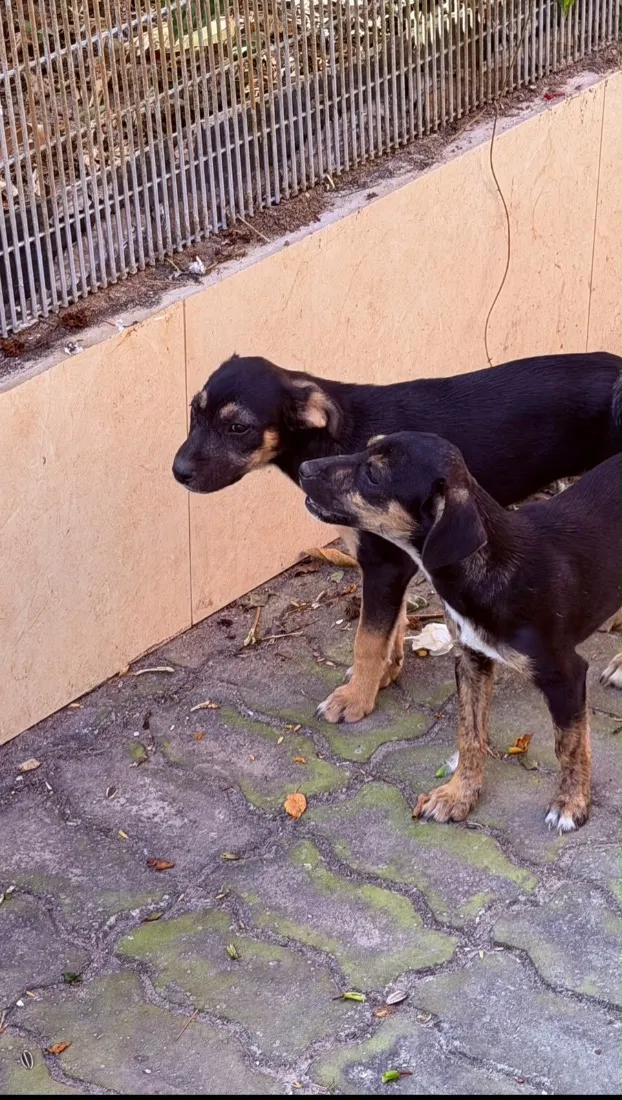 Cachorro raça SRD-ViraLata idade 2 a 6 meses nome Sem nome