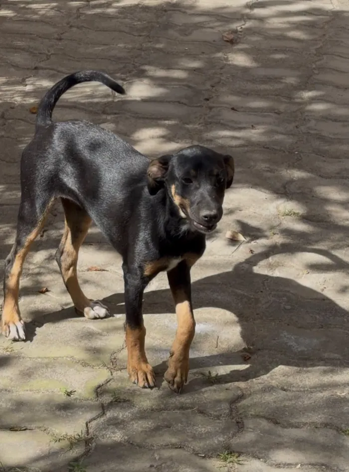 Cachorro raça SRD-ViraLata idade 2 a 6 meses nome Sem nome