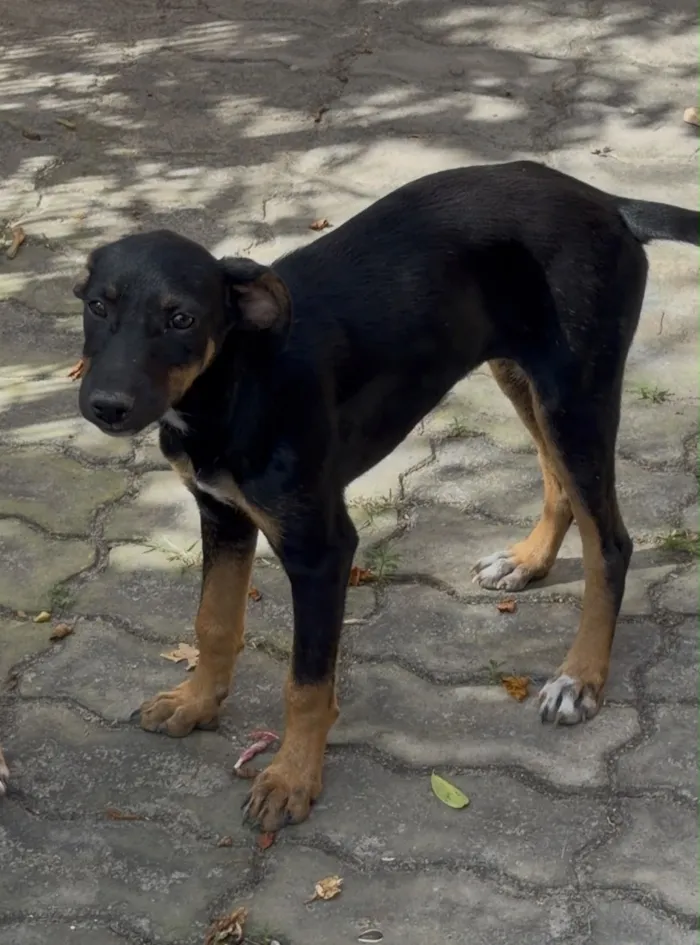 Cachorro raça SRD-ViraLata idade 2 a 6 meses nome Sem nome