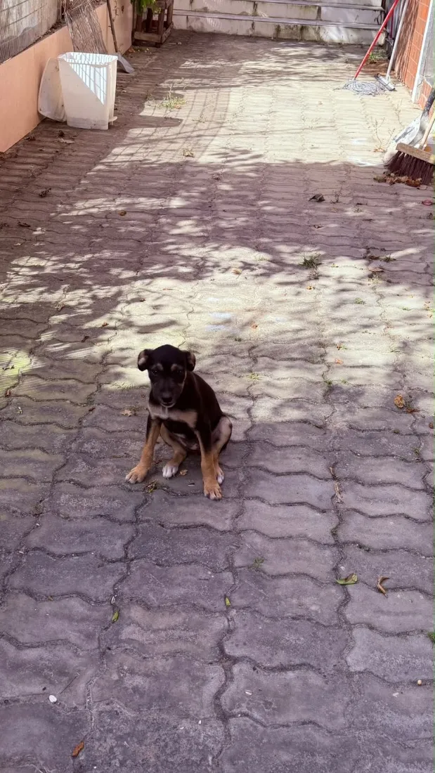 Cachorro raça SRD-ViraLata idade 2 a 6 meses nome Sem nome
