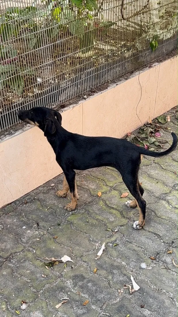 Cachorro raça SRD-ViraLata idade 2 a 6 meses nome Sem nome