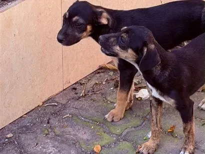 Cachorro raça SRD-ViraLata idade 2 a 6 meses nome Sem nome
