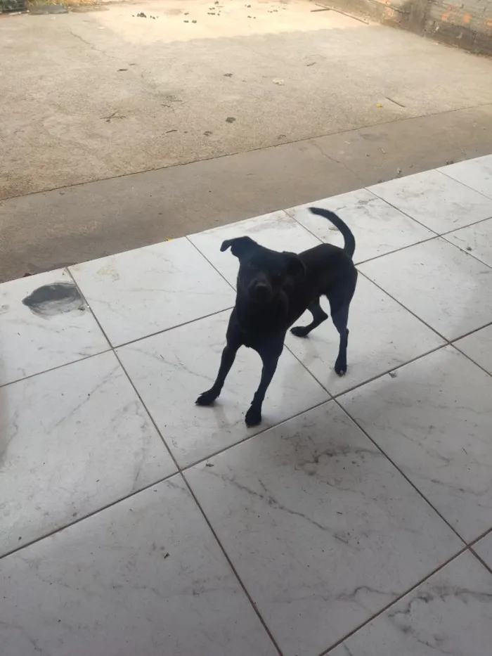 Cachorro raça SRD-ViraLata idade 6 ou mais anos nome ozzy