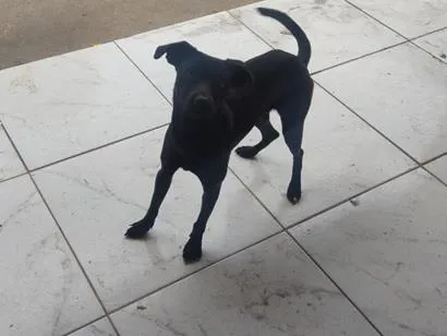 Cachorro raça SRD-ViraLata idade 6 ou mais anos nome ozzy