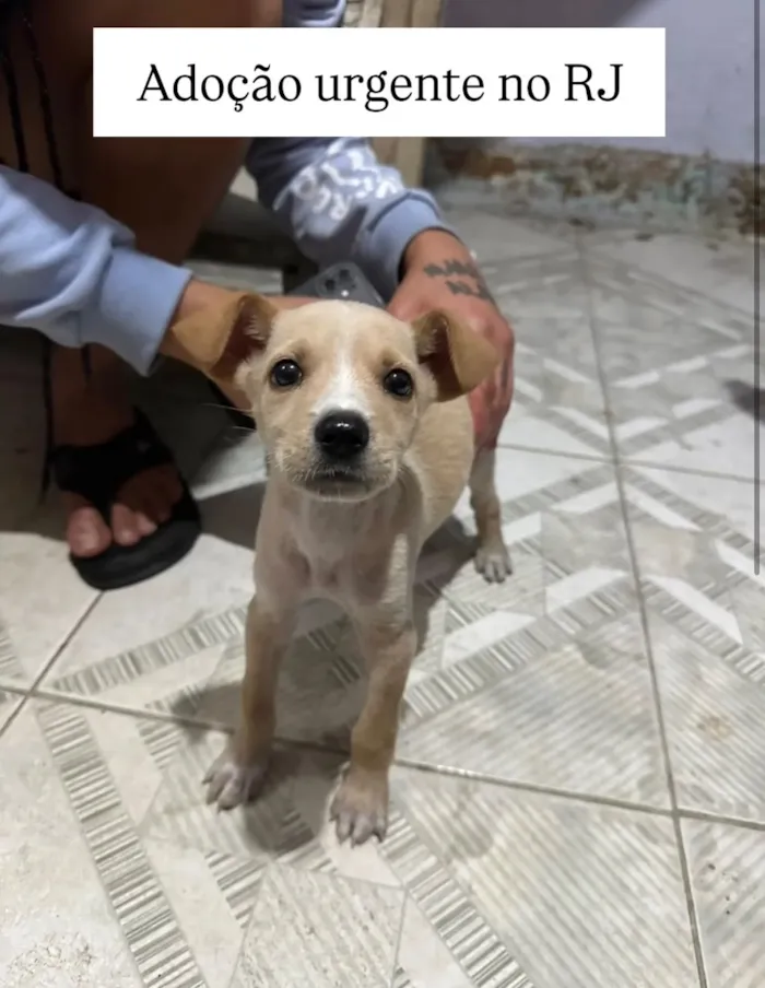 Cachorro raça SRD-ViraLata idade 2 a 6 meses nome Bebê