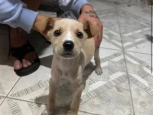 Cachorro raça SRD-ViraLata idade 2 a 6 meses nome Bebê