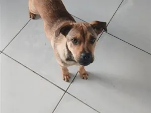 Cachorro raça SRD-ViraLata idade 2 a 6 meses nome rocky