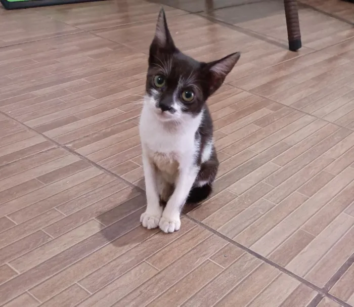 Gato raça SRD-ViraLata idade 2 a 6 meses nome Sem Nome
