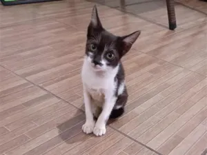 Gato raça SRD-ViraLata idade 2 a 6 meses nome Sem Nome