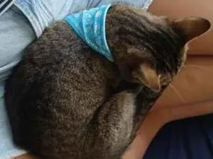 Gato raça SRD-ViraLata idade 7 a 11 meses nome Toto