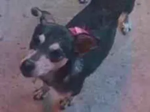 Cachorro raça SRD-ViraLata idade 1 ano nome Mel