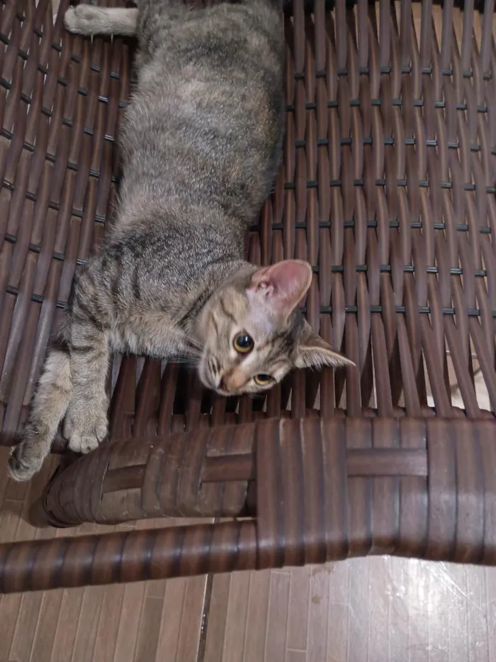Gato raça SRD-ViraLata idade 2 a 6 meses nome Sem Nome