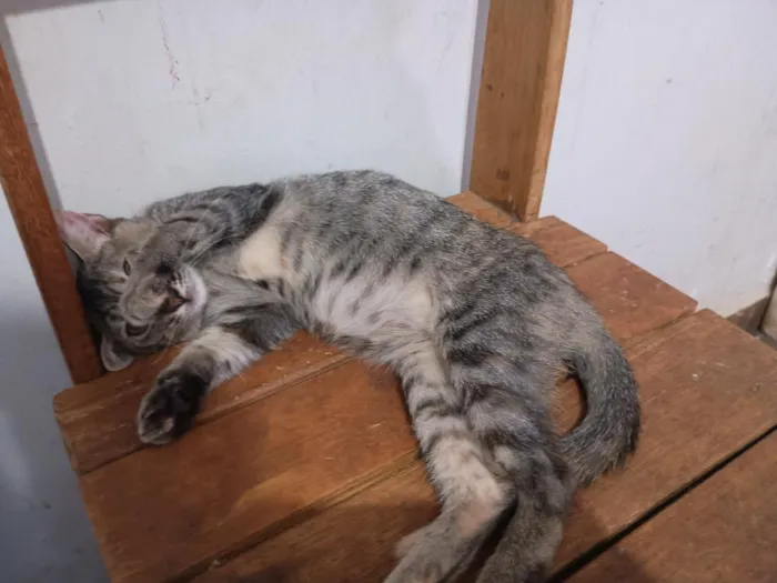 Gato raça SRD-ViraLata idade 2 a 6 meses nome Sem Nome