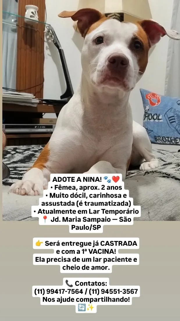 Cachorro raça Pit-Bull idade 2 anos nome Nina