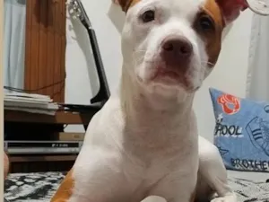 Cachorro raça Pit-Bull idade 2 anos nome Nina
