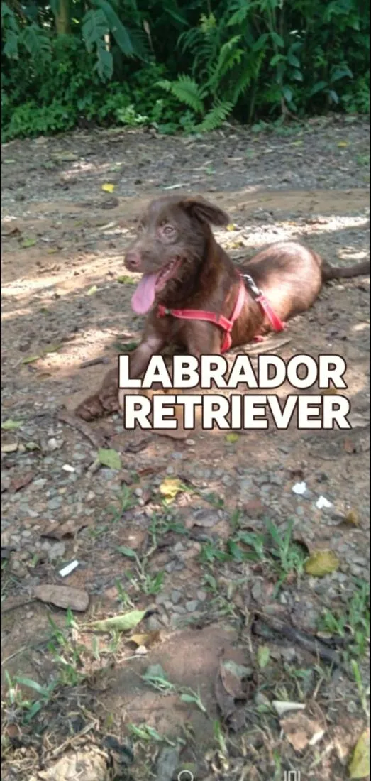 Cachorro raça Labrador idade 1 ano nome Duque 