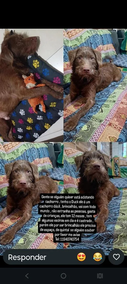 Cachorro raça Labrador idade 1 ano nome Duque 