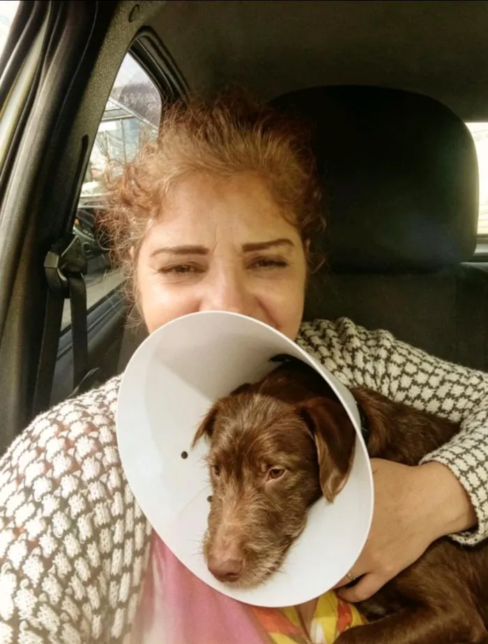 Cachorro raça Labrador idade 1 ano nome Duque 