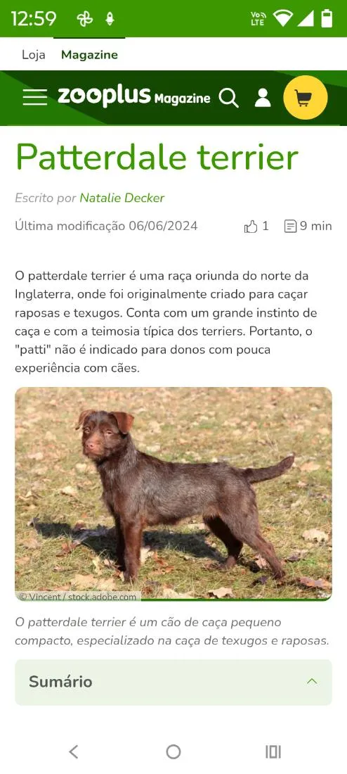 Cachorro raça Labrador idade 1 ano nome Duque 