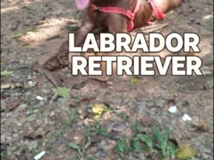 Cachorro raça Labrador idade 1 ano nome Duque 