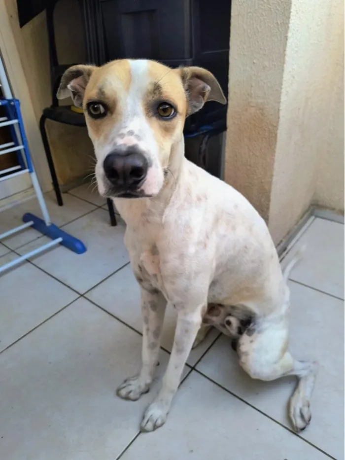 Cachorro raça SRD-ViraLata idade 2 anos nome Lucky