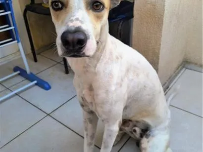 Cachorro raça SRD-ViraLata idade 2 anos nome Lucky