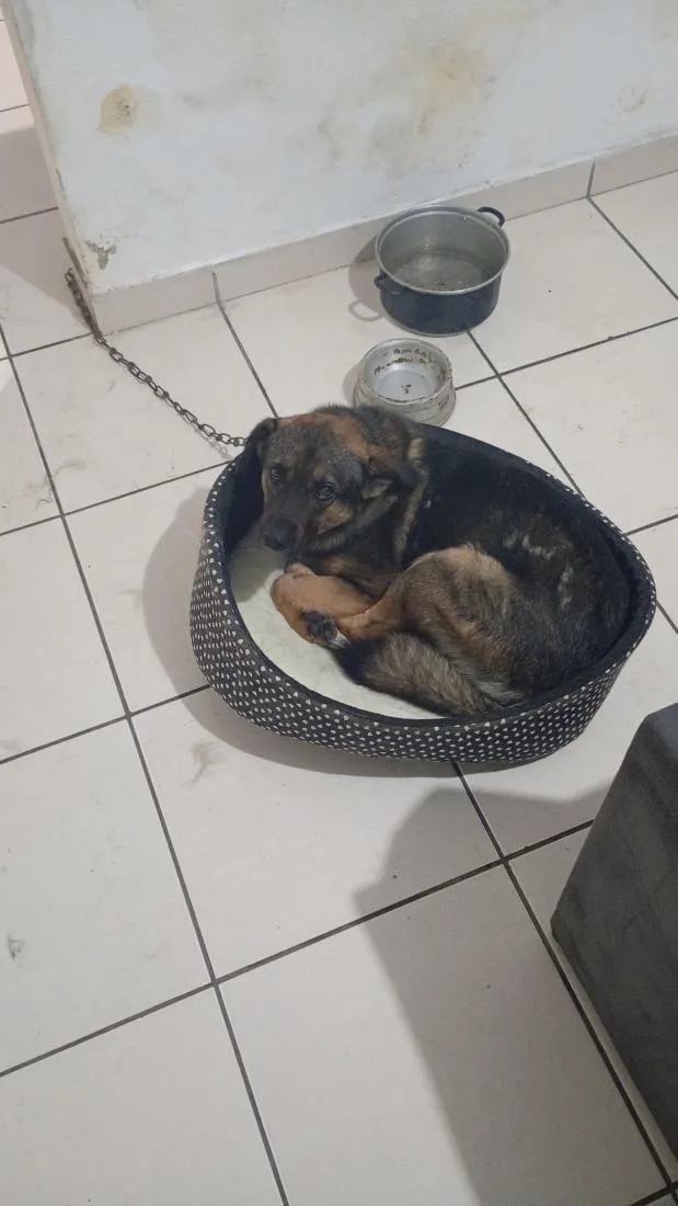 Cachorro raça SRD-ViraLata idade 2 anos nome Lee sin