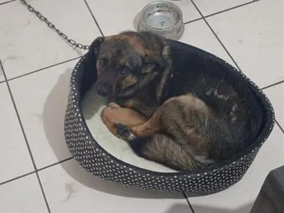 Cachorro raça SRD-ViraLata idade 2 anos nome Lee sin