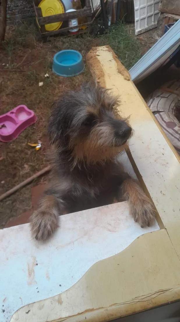 Cachorro raça SRD-ViraLata idade 4 anos nome Cacau