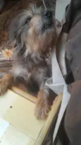 Cacau