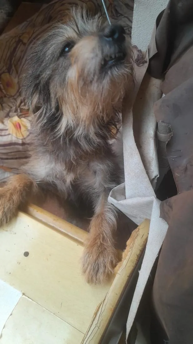 Cachorro raça SRD-ViraLata idade 4 anos nome Cacau