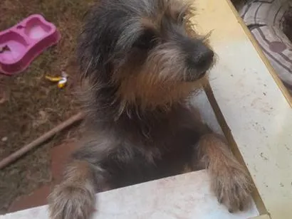 Cachorro raça SRD-ViraLata idade 4 anos nome Cacau