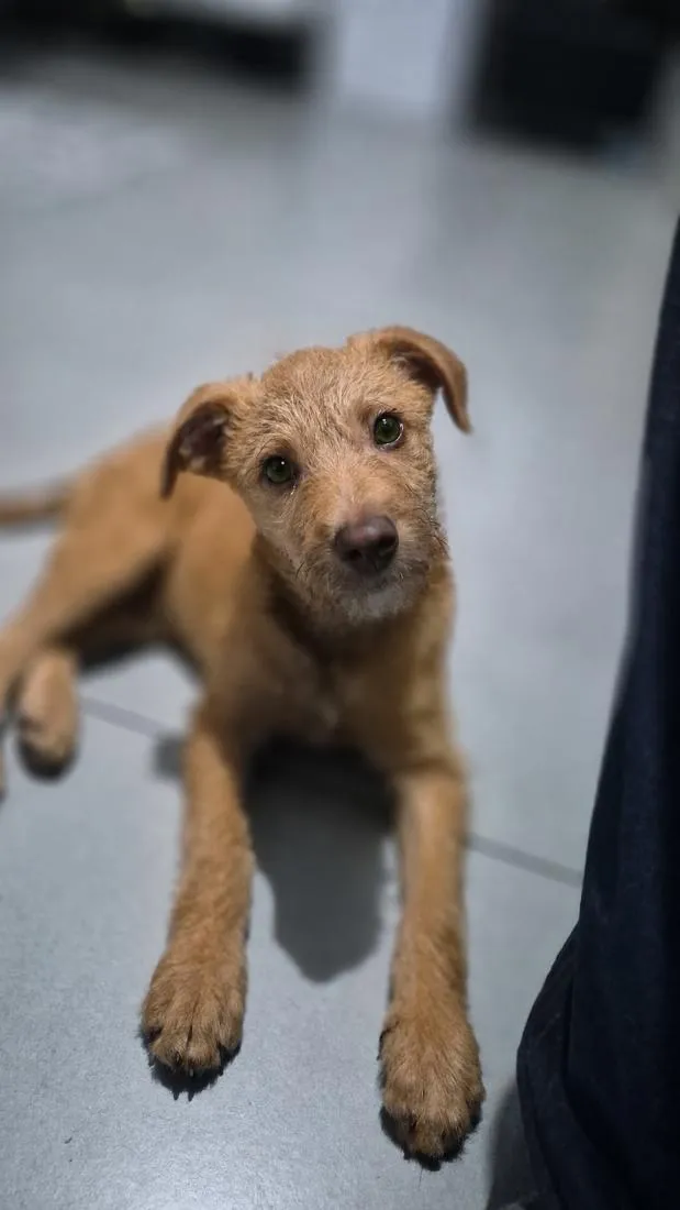 Cachorro raça SRD-ViraLata idade 2 a 6 meses nome Billy